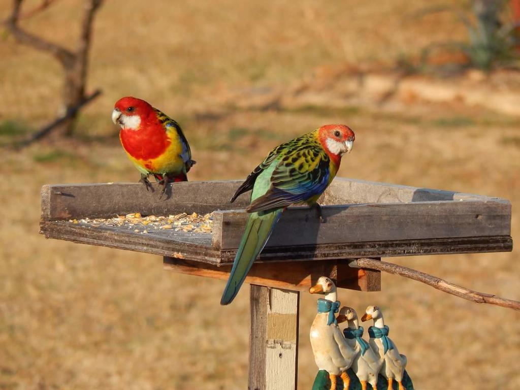 Grovely House Bed and Breakfast Stanthorpe Εξωτερικό φωτογραφία