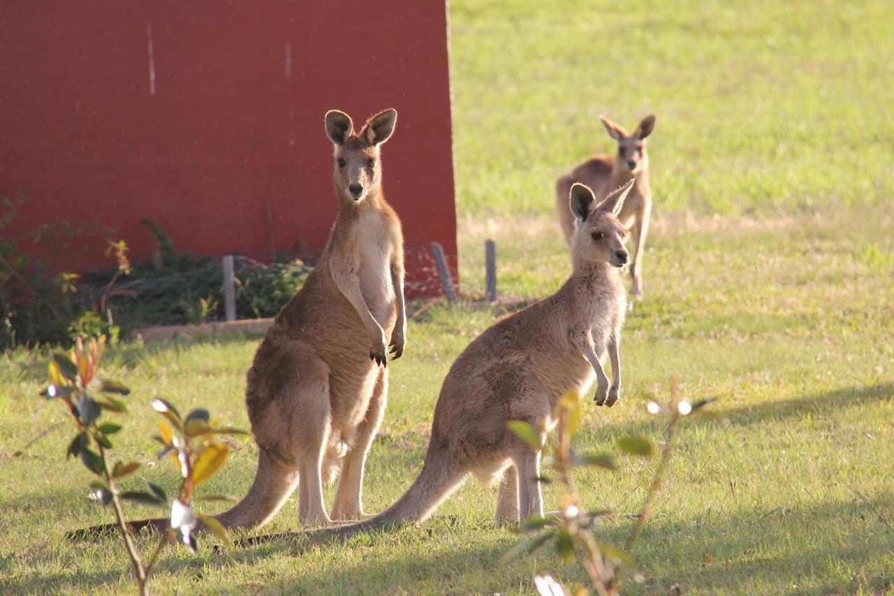 Grovely House Bed and Breakfast Stanthorpe Εξωτερικό φωτογραφία